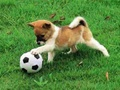 ゲーム遊び心満載の子犬の屋外パズルオンライン