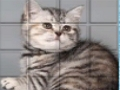 ゲームPicPu猫 オンライン