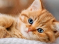 ゲーム子猫ジグソーパズルコレクション オンライン