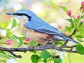 ゲーム隠れスポット 鳥 オンライン