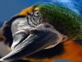 ゲーム鳥のジグソー オンライン