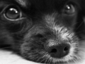 ゲーム犬のジグソー オンライン